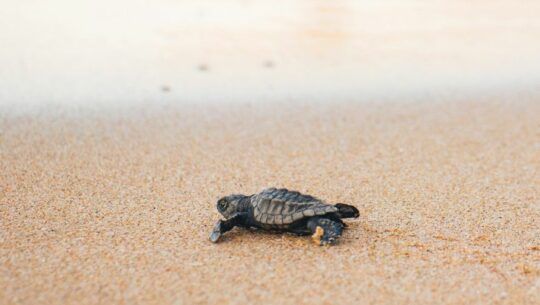 Liberación de tortugas y Tour de manglares en Playa Tecojate Abril 2023