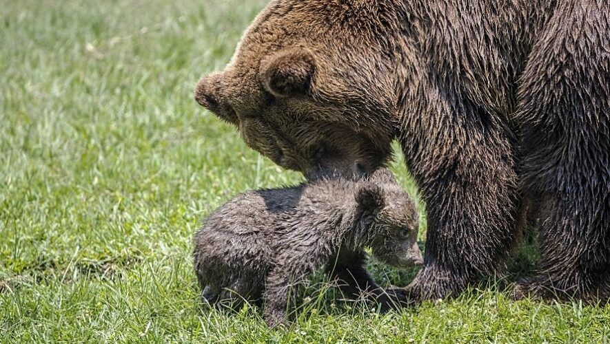 Una cría de oso pardo es la nueva huésped del Zoológico La Aurora, mayo 2023