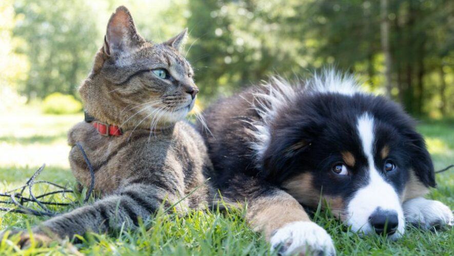 Convenci&oacute;n de anime a beneficio de refugios de animales en Guatemala | Julio 2023