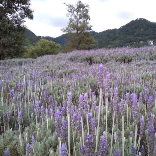 Jardines provenza