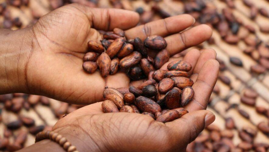 Presentaci&oacute;n &laquo;Cacao: cultivo ancestral&raquo; en Guatemala | Junio 2023