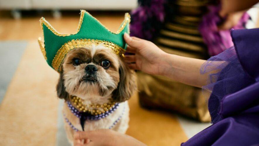 Concurso de disfraces de mascotas en el Festival del Cerrito | Julio 2023