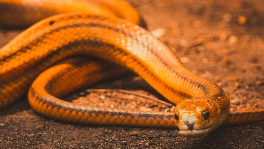 Exposici&oacute;n de serpientes en Parque Naciones Unidas Guatemala | Julio 2023