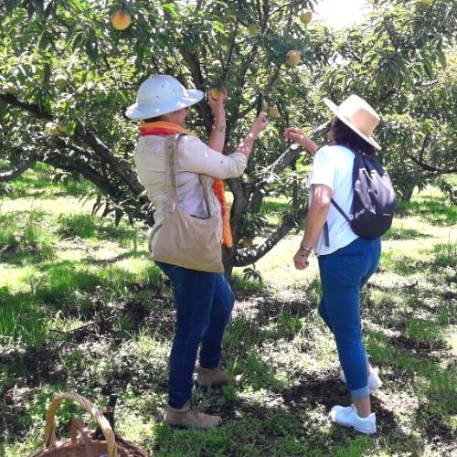 V Festival del Melocotón en Salcajá, Quetzaltenango