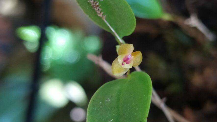Taller de orqu&iacute;deas miniaturas en la Ciudad de Guatemala | Agosto 2023