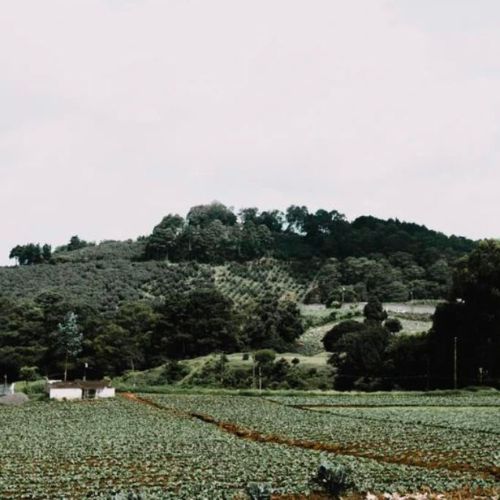 el mirto