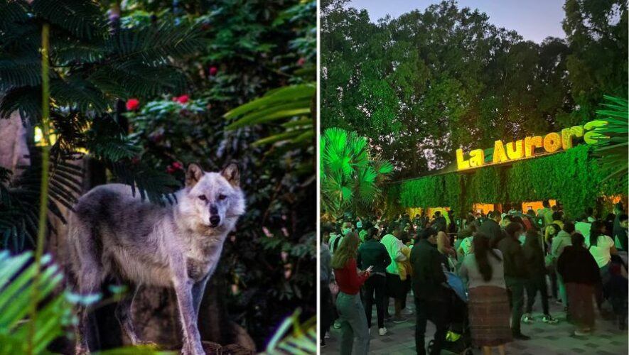 &iexcl;Noche de luna llena en el Zool&oacute;gico La Aurora!