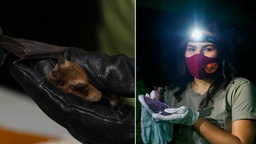 Noche Murcielaguera: observaci&oacute;n de murci&eacute;lagos en Guatemala | Octubre 2023