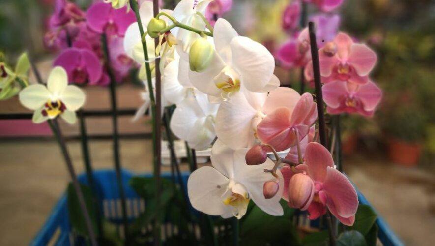 Taller de orqu&iacute;deas del Festival de las Flores de Antigua Guatemala | Noviembre 2023