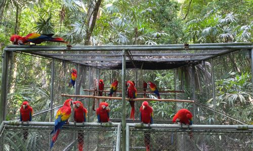 Conservación de guacamayas rojas Guatemala