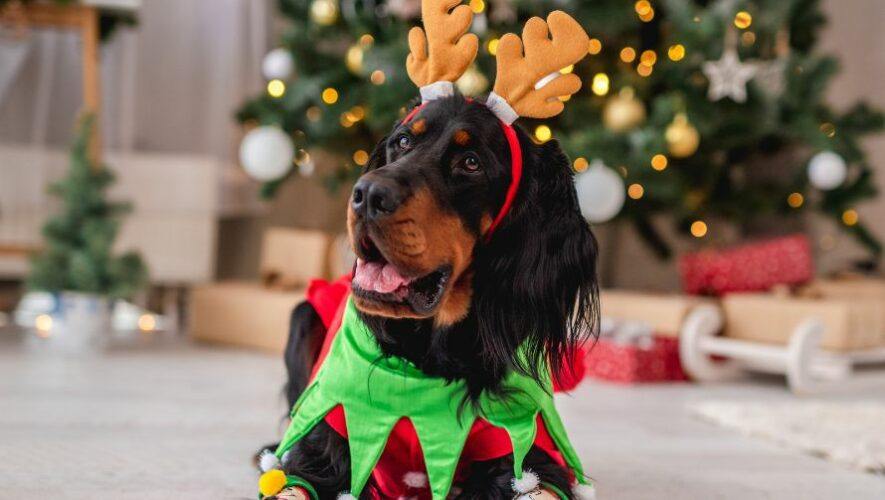 Convivio navide&ntilde;o pet friendly en Guatemala | Noviembre 2023