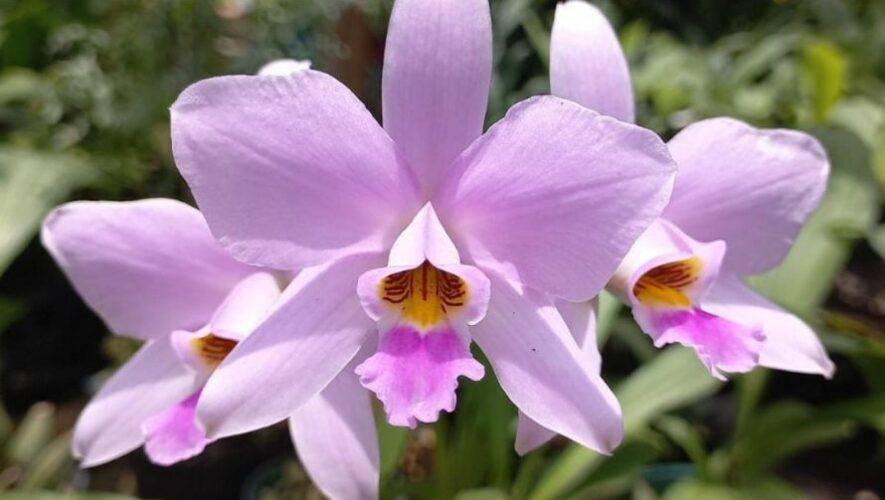Exposici&oacute;n de orqu&iacute;deas del Festival de las Flores de Antigua Guatemala | Noviembre 2023