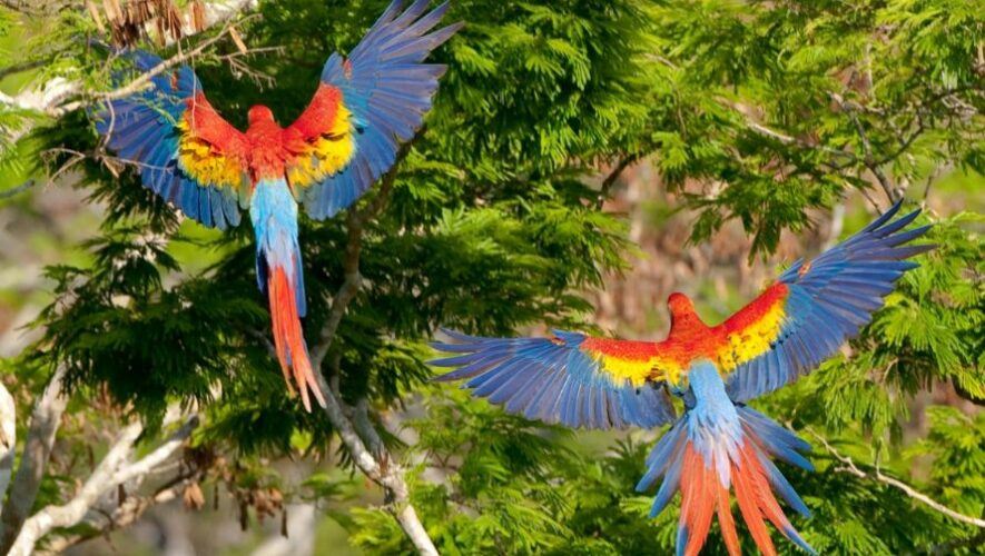 Fotos de la liberación de 22 pichones de guacamaya roja en Petén