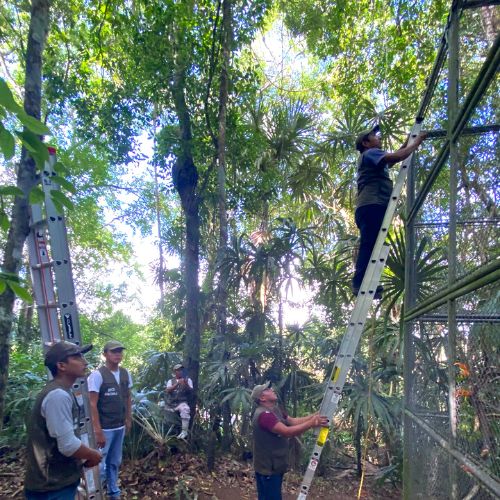 Liberación de pichones de guacamayas rojas Guatemala