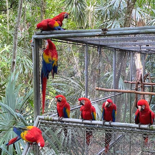Liberación de pichones de guacamayas rojas Reserva de la Biósfera Maya Petén