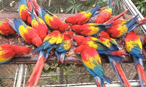 Liberación pichones de guacamayas rojas Guatemala