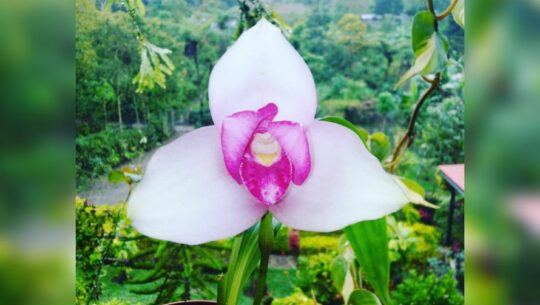 XLIV Exposición Internacional de Orquídeas en Cobán