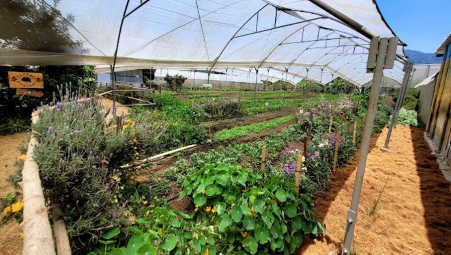 caoba farms