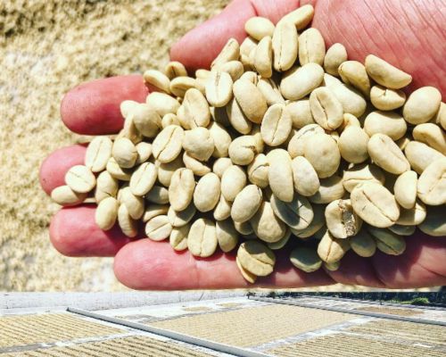 Café guatemalteco ganó un premio 8 edición Ernesto Illy International Coffee Award 2023 en Nueva York