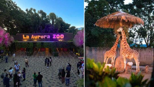El Zoológico La Aurora inicia la celebración de su 100 aniversario con una Noche de Luna en enero 2024