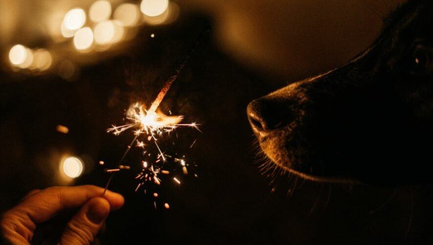 M&uacute;sica relajante para perros en Navidad y A&ntilde;o Nuevo
