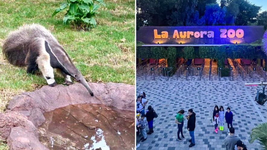 100 Años del Zoológico La Aurora la especie más rara que ha ingresado al parque desde su fundación