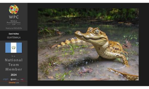 22 fotógrafos representarán a Guatemala en la Copa Mundial de Fotografía 2024 Vida silvestre