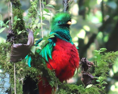 5 Consejos del fotógrafo guatemalteco Haniel López para tomar fotografías del Quetzal