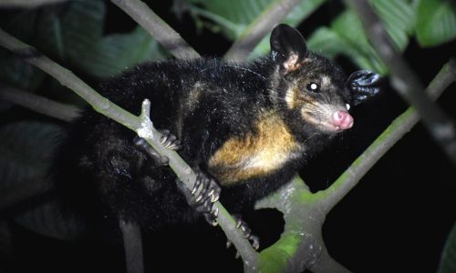 Animales vistos en el volcán de Agua por Gabriel Reyes