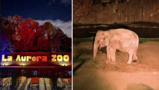 Así fue la primera Noche de Luna del Zoológico La Aurora 2024, el inicio de celebración de su 100 aniversario