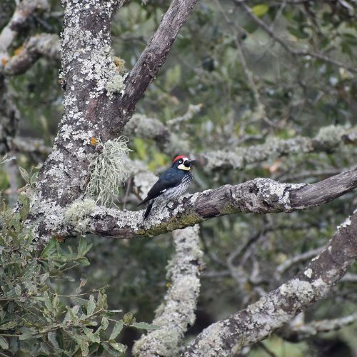 Avistamiento de otros animales en el volcán de Agua Los Bichos de Diana