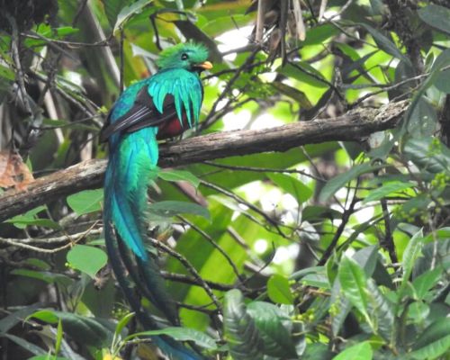 Avistamiento de un Quetzal bañándose en un arroyo de San Marcos
