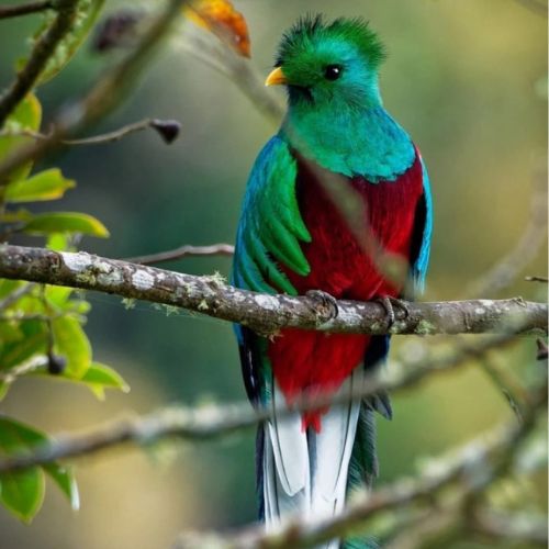 Consejos del fotógrafo guatemalteco Haniel López para tomar fotografías del Quetzal