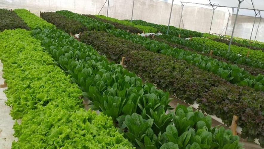 Curso de hidropon&iacute;a en Guatemala