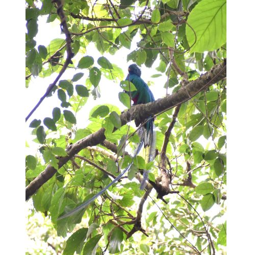 Fotografías y videos del avistamiento de quetzales en el Volcán de Agua Gabriel Reyes