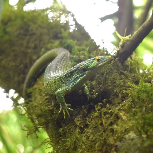 Fotos Avistamiento de otros animales en el volcán de Agua