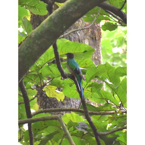 Fotos del avistamiento de quetzales en el volcán de Agua