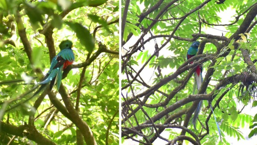 Fotos y videos del avistamiento de quetzales en el volcán de Agua