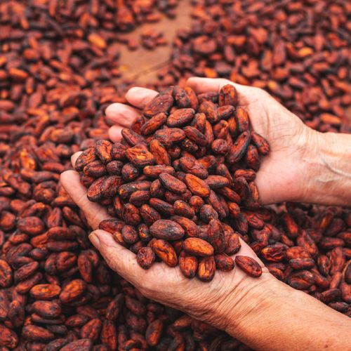 Guatemala será parte de la Red Mundial de Destinos Turísticos del Cacao