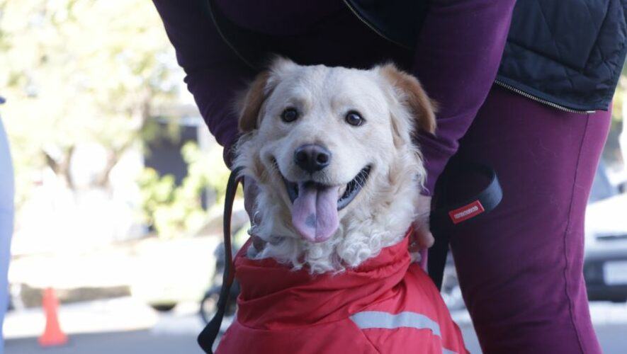 Jornada de castraci&oacute;n para perros y gatos en Villa Nueva | Enero 2024