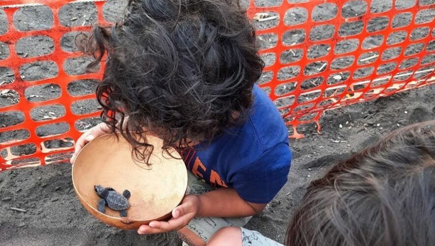 Liberaci&oacute;n de tortugas en Monterrico