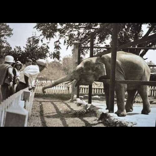 Linde, el primer elefante que llegó al Zoológico La Aurora