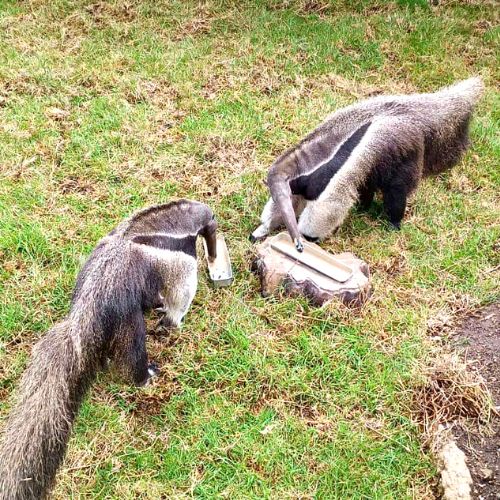 Descripción de la foto para personas con discapacidad visual: en la primera imagen está uno de los osos hormigueros del Zoológico La Aurora y en la segunda está la entrada al zoológico iluminada con luces de tono morado. (Crédito: Parque Zoológico Nacional La Aurora y Guatemala.com)