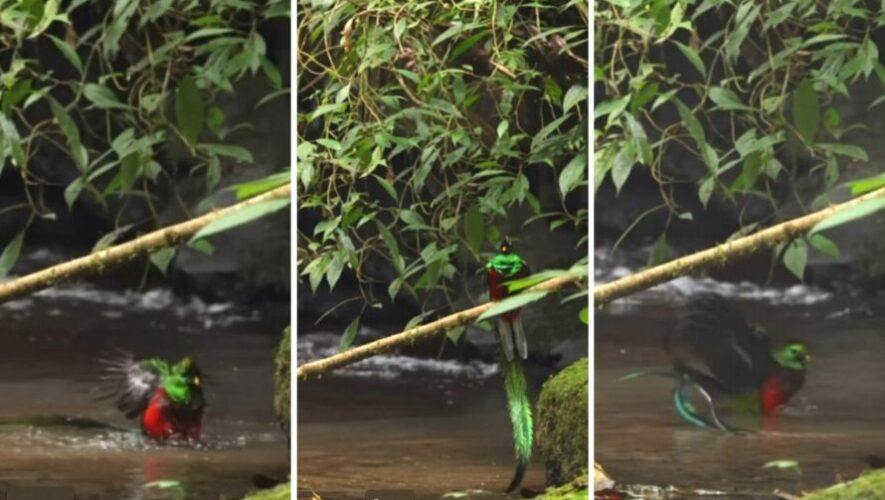 Video de un Quetzal bañándose en un arroyo de San Marcos, enero 2024