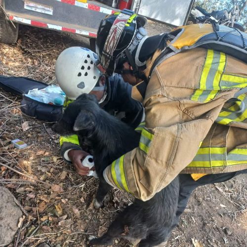 Bomberos Voluntarios rescataron a un perrito volcán de Agua