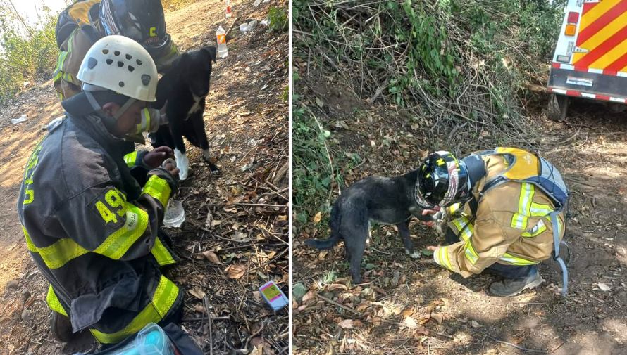 Bomberos Voluntarios rescataron a un perrito
