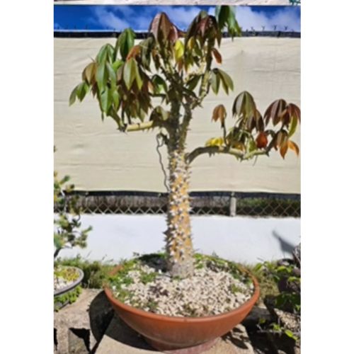 Bonsáis de ceiba Guatemala