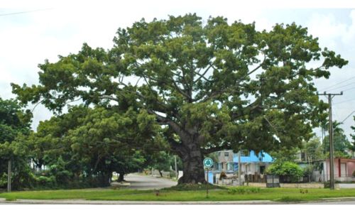 Ceiba, árbol nacional Guatemala