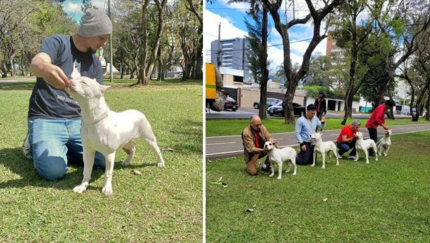 Entreno para manejo de Dogo Guatemalteco en exposiciones