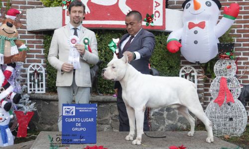 Dogo guatemalteco en México